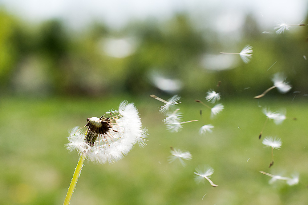 Allergie